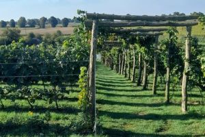wycieczka uczniów zs w wąbrzeźnie do winnicy kurkocin (1)