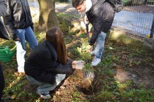Akcja "Myśl Długoterminowo SADŹ DRZEWA"