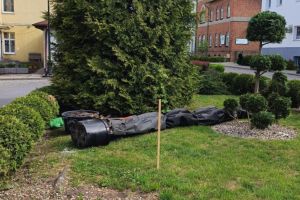 Nowo posadzone drzewa na tle budynku Starostwa Powiatowego w Wąbrzeźnie
