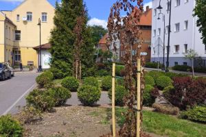 Nowo posadzone drzewa na tle budynku Starostwa Powiatowego w Wąbrzeźnie