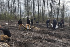 Społeczna akcja sadzenia lasu w Ryńsku, na terenie Leśnictwa Wronie