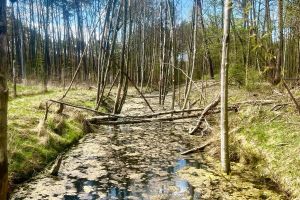 Wyjazd edukacyjny do Torunia dla uczniów ZS w Wąbrzeźnie