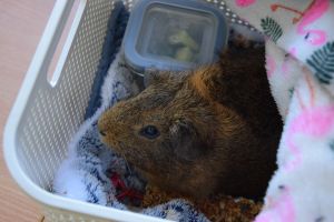 Drzwi Otwarte w Zespole Szkół Ogólnokształcących w Wąbrzeźnie