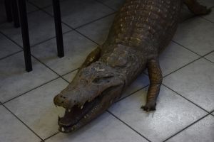 Drzwi Otwarte w Zespole Szkół Ogólnokształcących w Wąbrzeźnie