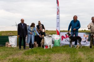Krajowe Terenowe Wyścigi Chartów – zawody coursingowe w Ludowicach