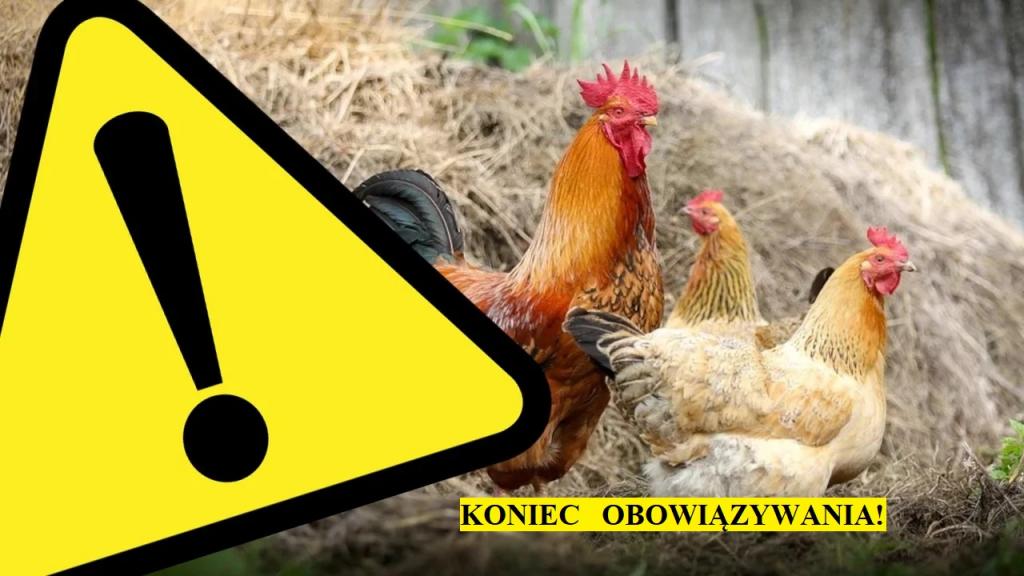 Uchylenie rozporządzenia ws. zwalczania wysoce zjadliwej grypy ptaków (HPAI) na terenie powiatów wąbrzeskiego, brodnickiego, grudziądzkiego i golubsko-dobrzyńskiego