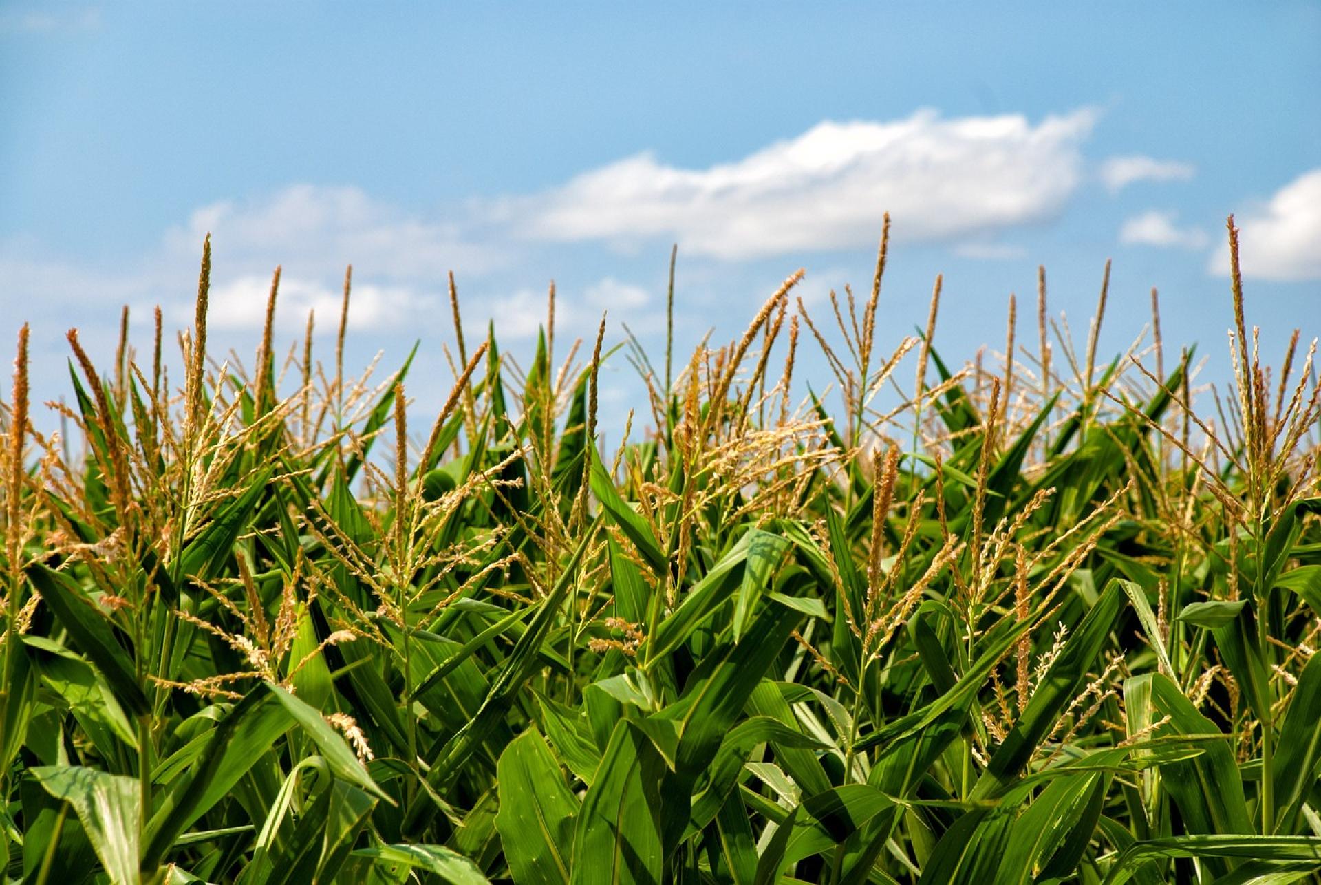 Dopłaty do kukurydzy – wnioski do 29 lutego, biura powiatowe czynne dłużej