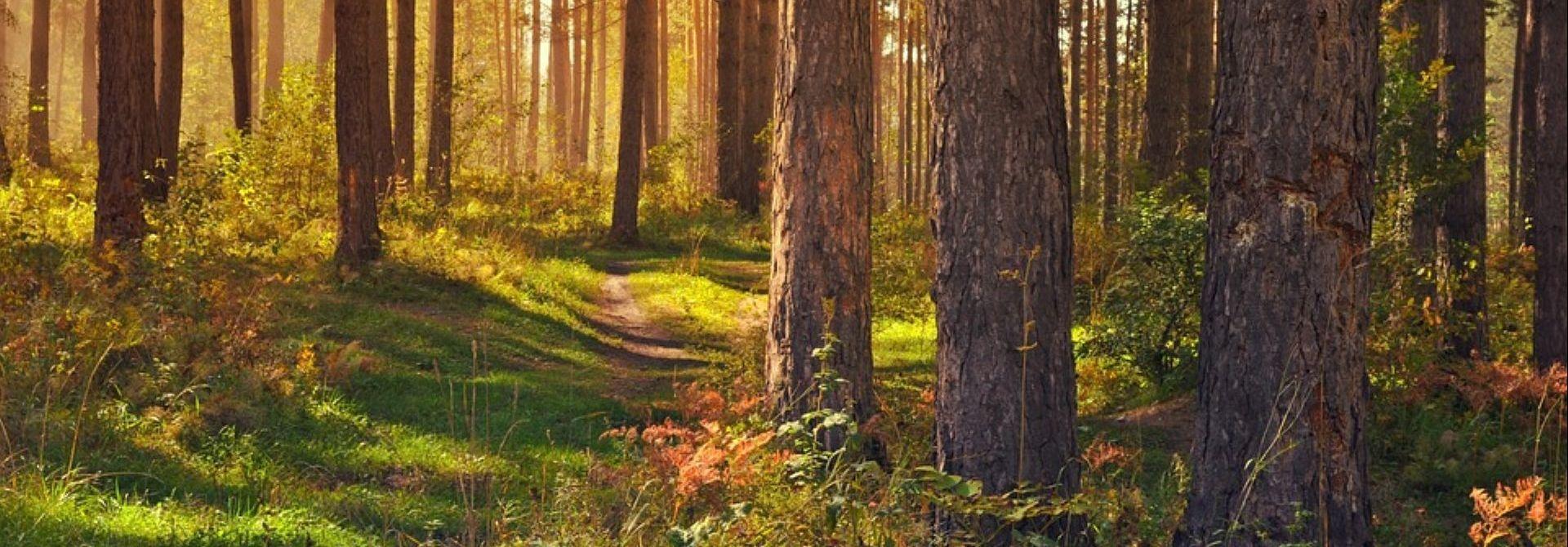 ChodźMY na grzyby – wspólne grzybobranie na Kujawach i Pomorzu
